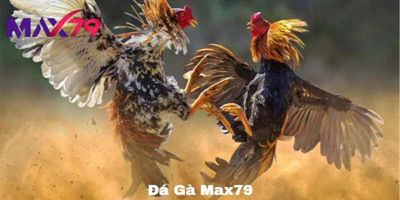 Giao diện cá cược trực tuyến trong Đá Gà Max79