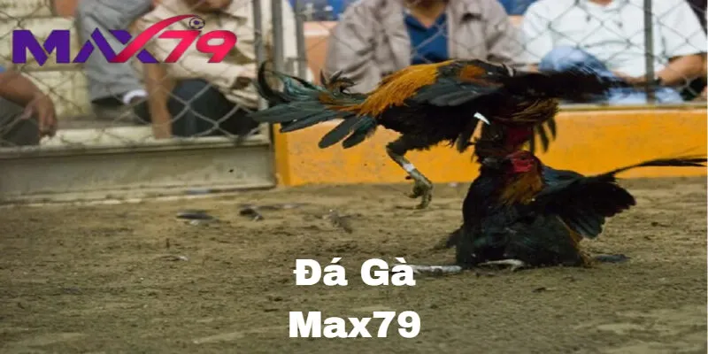 Các hình thức cược đa dạng trong Đá Gà Max79